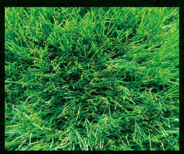 THE TURF（最高峰人工芝）