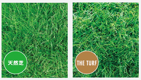 THE TURF（最高峰人工芝）(7)